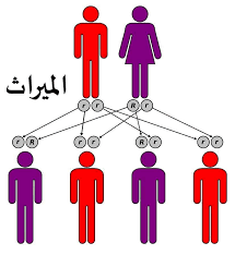 ميراث الأبناء في السعودية – قواعد العَول والتعصيب وخطوات التنفيذ بالأمثلة